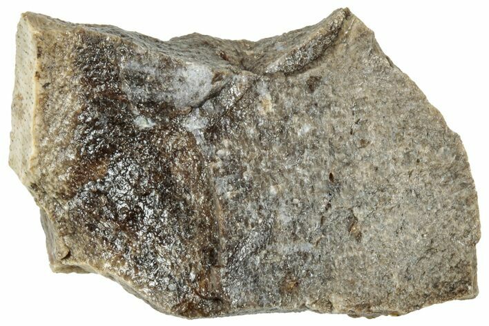 Fossil Tyrannosaur (T rex) Bone Section - Wyoming #314124